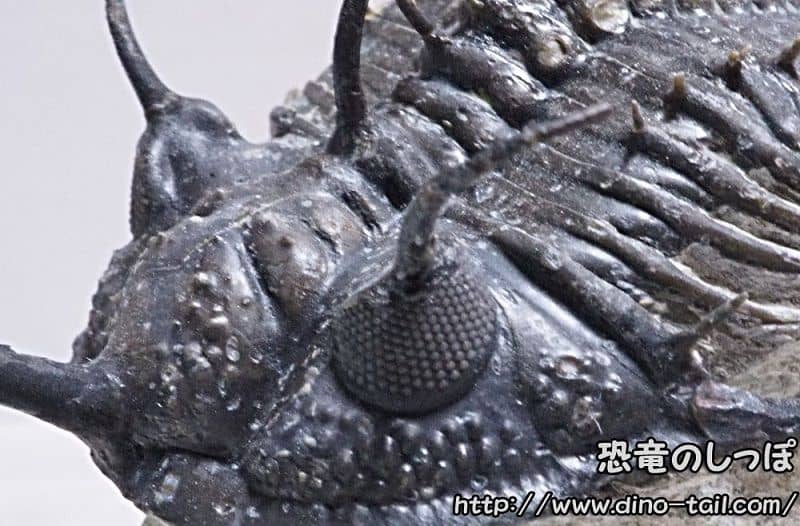 ワリセロプス(三葉虫) | 恐竜のしっぽ -古生物図鑑-