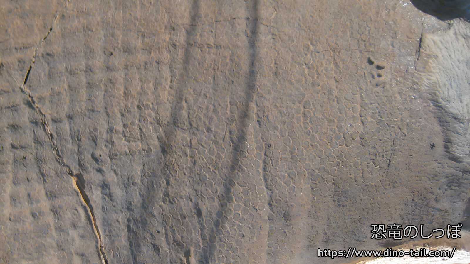 恐竜の皮膚 | 恐竜のしっぽ