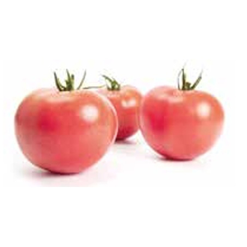 セッチャン(72-BF8003)[大玉トマト] - e-種や｜国内最大級の野菜種・花