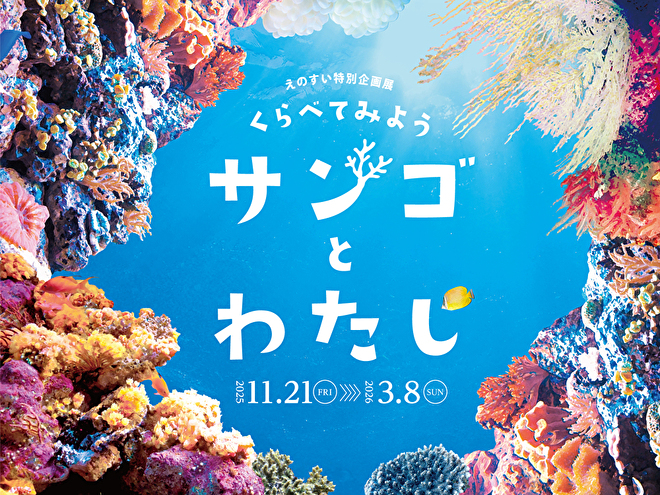 えのすい特別企画展 くらべてみよう サンゴとわたし | イベント | 新