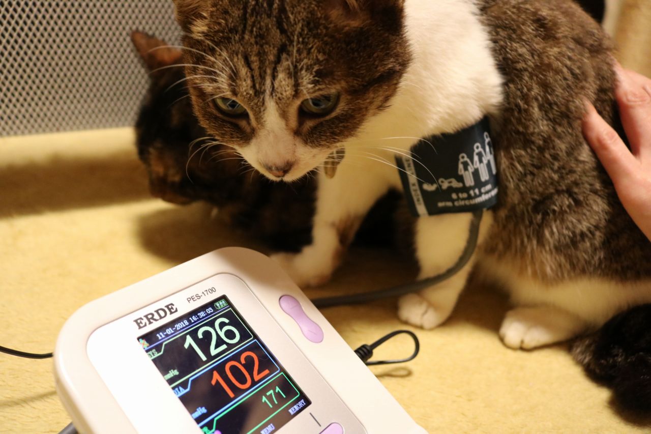 エルデ ペットの血圧計 / TOPページ