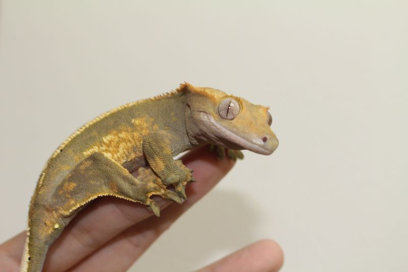 クレステッドゲッコー 販売 大阪 エキゾチックサプライ