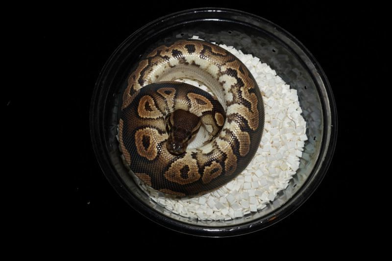 ボールパイソン シナモンhetパイボール ♂ 販売 エキゾチックサプライ 大阪
