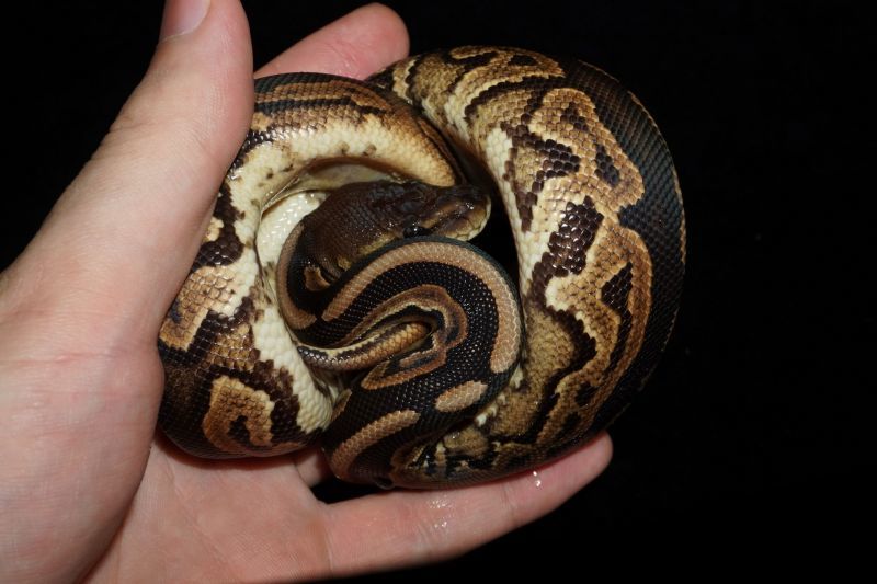 ボールパイソン シナモンhetパイボール ♂ 販売 エキゾチックサプライ 大阪