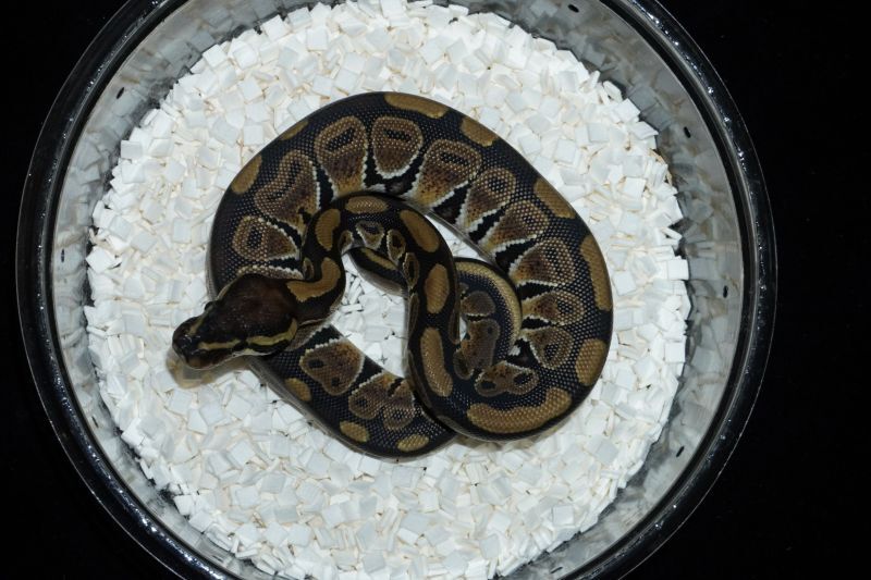 ボールパイソン ノーマル ♂ 販売 エキゾチックサプライ 大阪