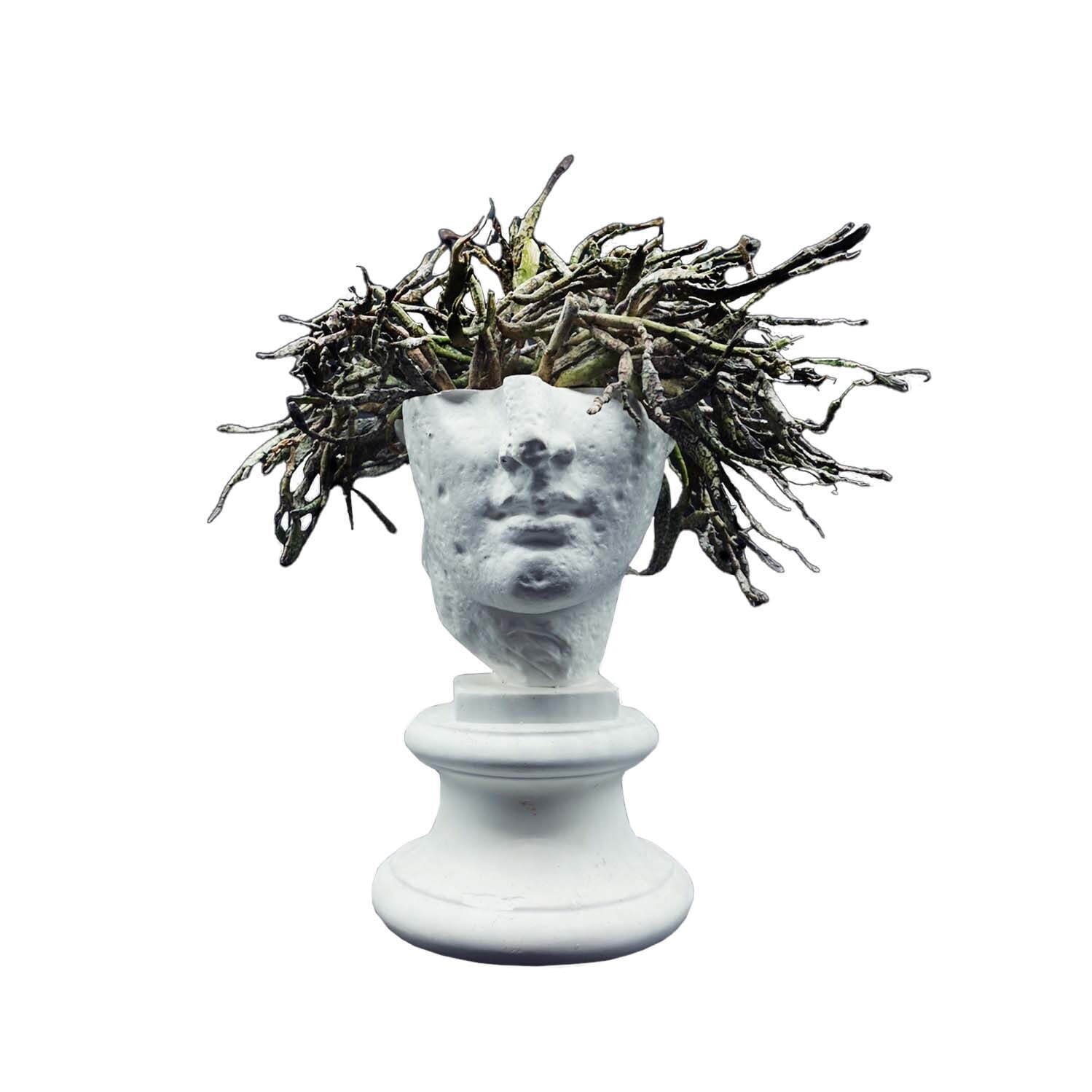 S−205 古代ヴィーナス首像（アバタのヴィーナス）（特） 石膏像