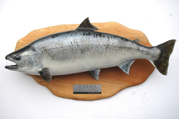 サクラマス剥製【フィッシュクラフトマツモト】