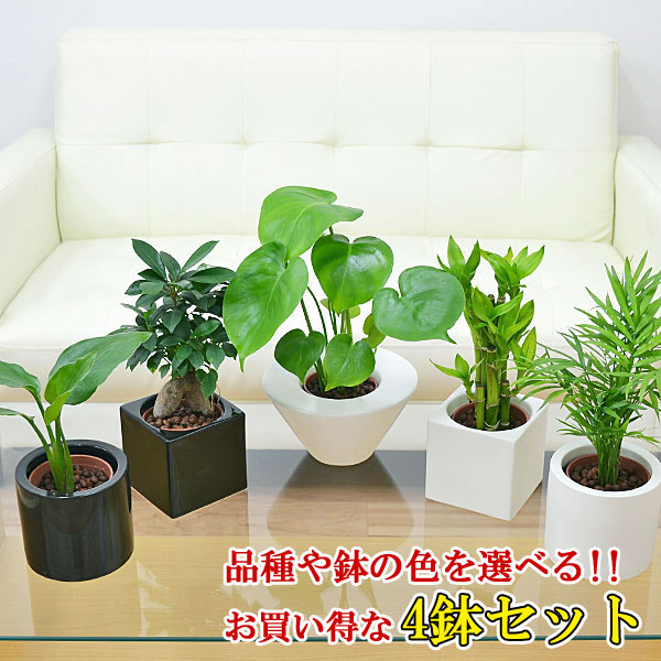 観葉植物の販売・ギフトならフラワーコーポレーション / 観葉植物ミニ