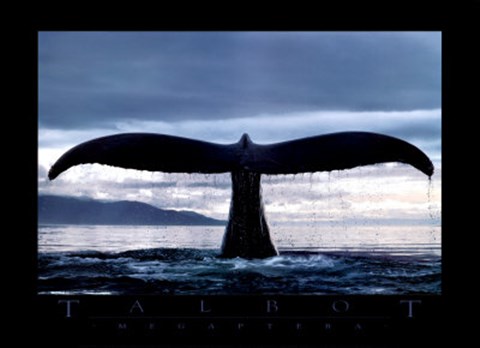 Bob Talbot 80s vintage poster 11種セット Bob Talbot 80s vintage