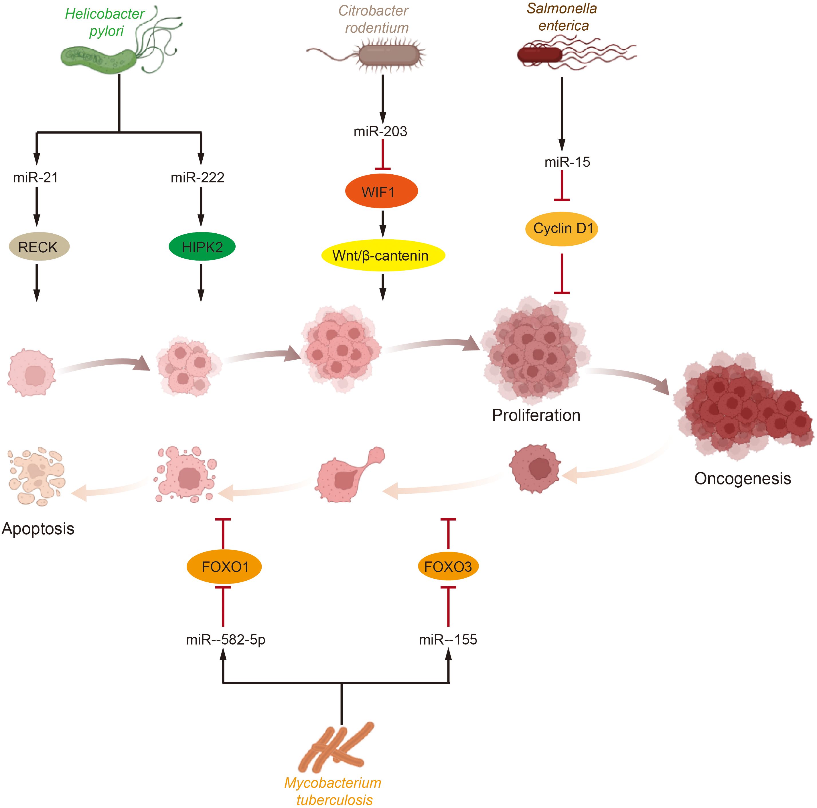 Frontiers | Non-coding RNAs in bladder cancer, a bridge between