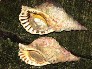 鹿児島県内で採集した「中型・小型・微小貝の貝殻280種類」 産地