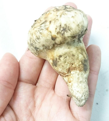 松茸 北海道 500g 訳あり 送料込 国産 ④ 松茸 北海道 訳あり 500g