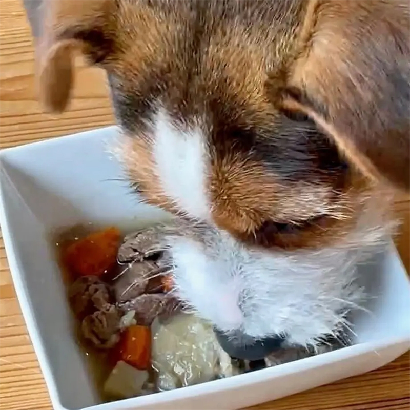 鹿肉だけのごちそうレトルト｜株式会社ペッツルート 【コタロー様専用