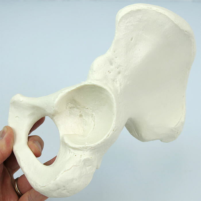 骨格分離モデル（全身） | 日本スリービー・サイエンティフィック