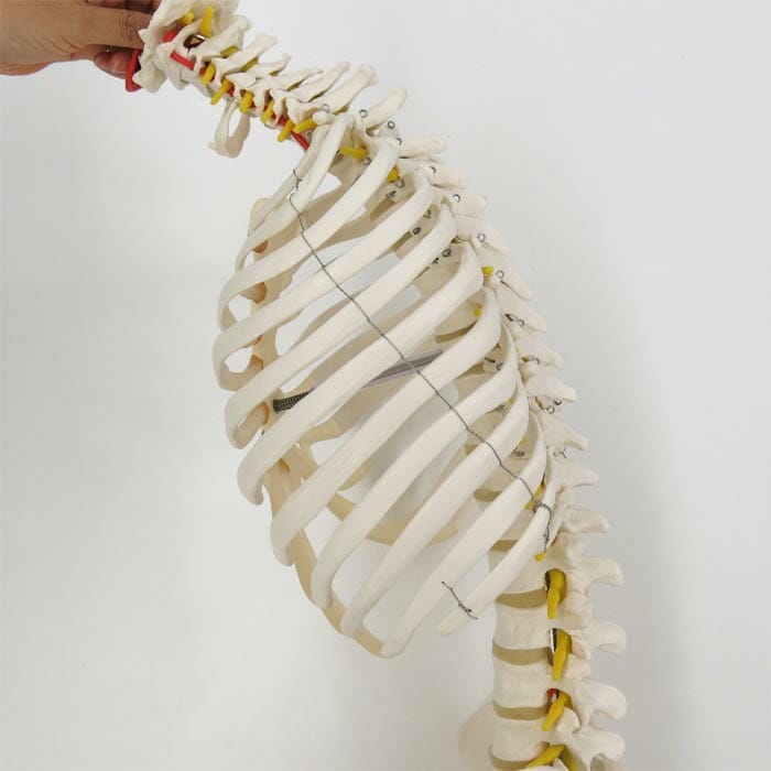 脊柱可動型モデル，胸郭，大腿骨付 | 日本スリービー・サイエンティ