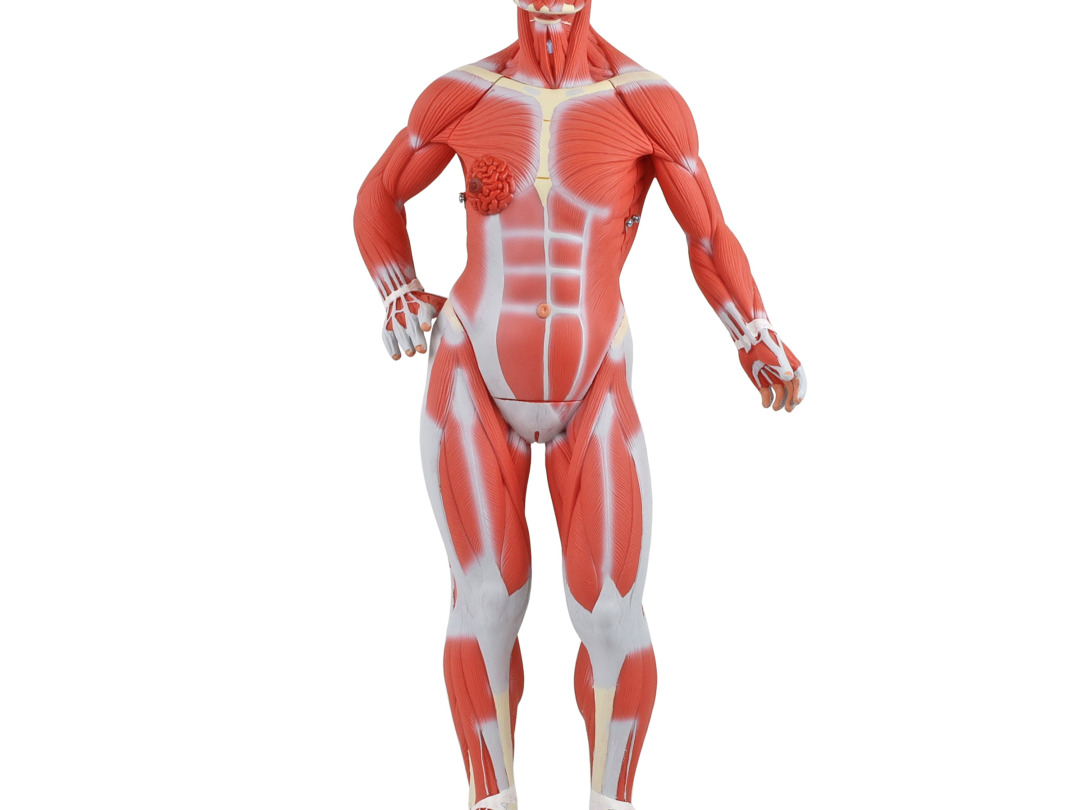 人体模型 脊椎 脊柱可動型モデル胸郭大腿骨付 3B Smart Anatomy 脊柱可動