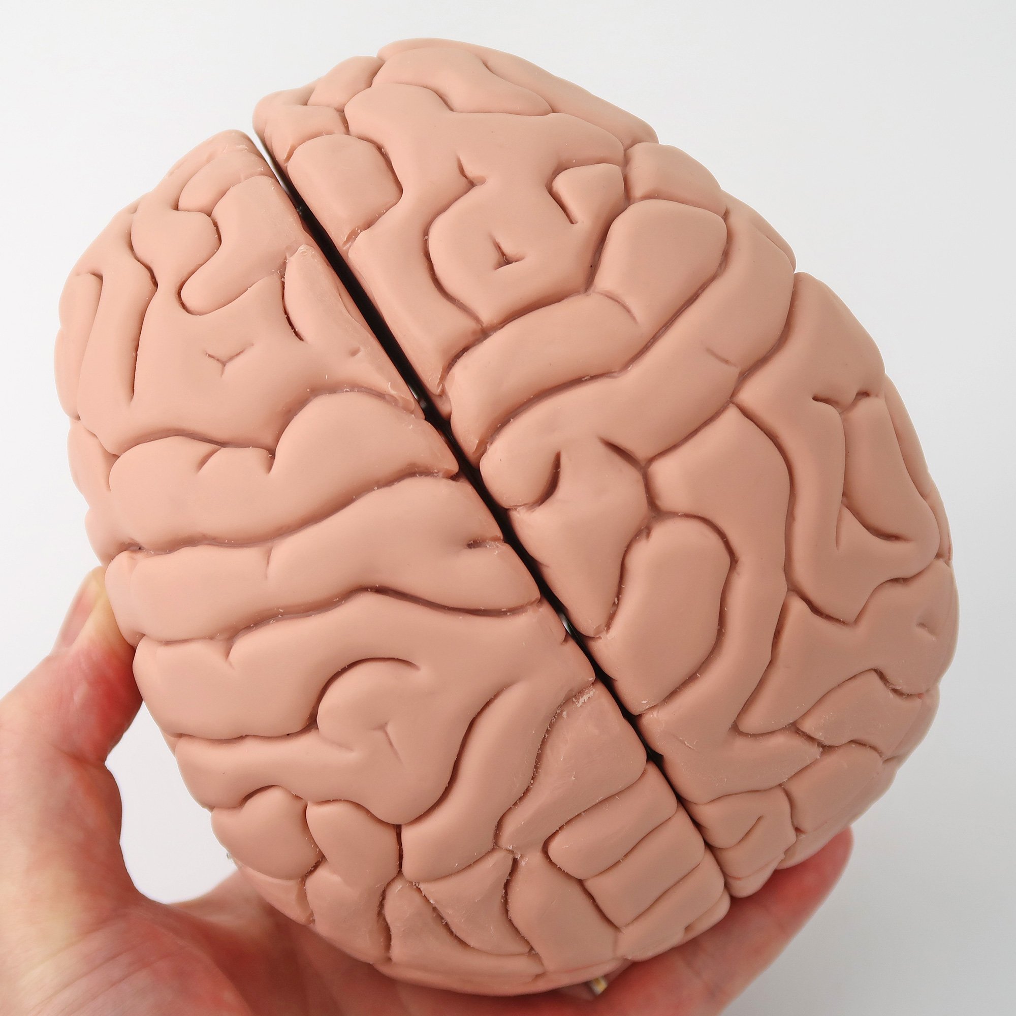 脳，8分解モデル | 日本スリービー・サイエンティフィック