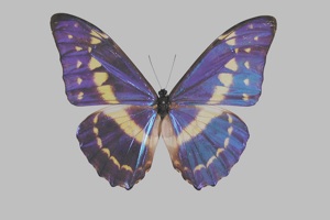 キプリスモルフォオス！ キプリスモルフォ (オス)