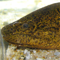 淡水魚検索図鑑（スナヤツメとその他） | 大阪府立環境農林水産総合研究所