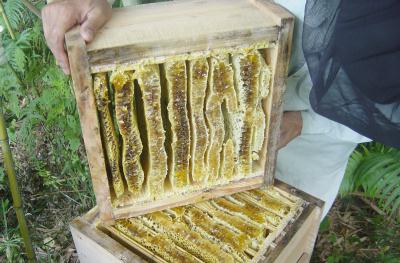 久志式》ニホンミツバチ待ち受け箱（巣箱）の販売