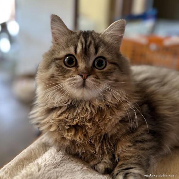 ミヌエット(短足)【福島県・男の子・2022年8月20日・ブラウンタビー