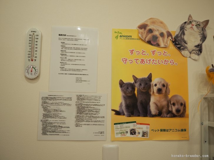 大阪】清水 冴衣(しみず さえ)ブリーダー｜みんなの子猫ブリーダー