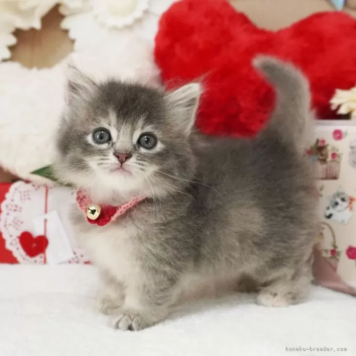 つまみ細工シングルリボン(ピンク)わんちゃん猫ちゃん用首輪 短毛