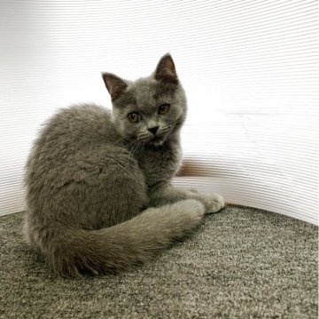 大阪】夏山 静代(なつやま しずよ)ブリーダー｜みんなの子猫ブリーダー