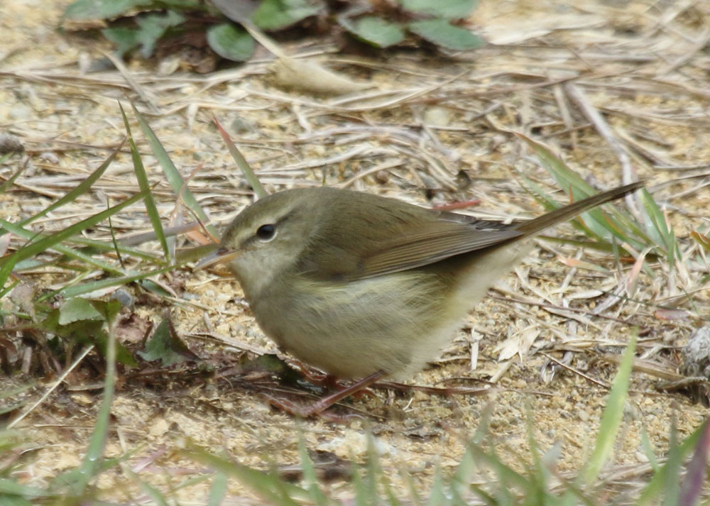 バードウォッチングツアー添乗報告記】 10/17発 渡り鳥の楽園・秋の