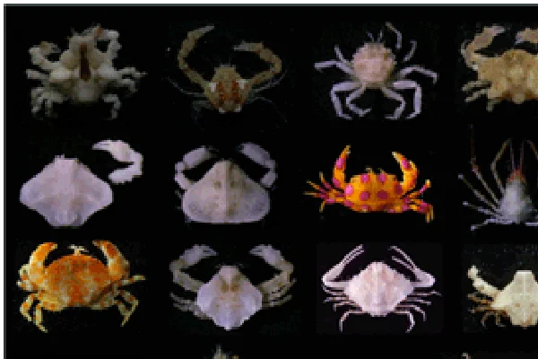 基本情報 | 国立科学博物館 National Museum of Nature and Science,Tokyo