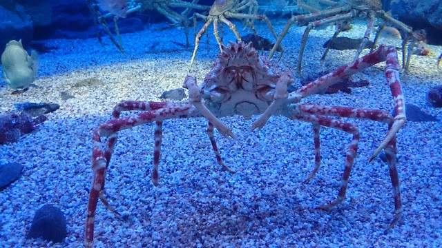 タカアシガニのふんどし｜海遊館とつながる｜海遊館