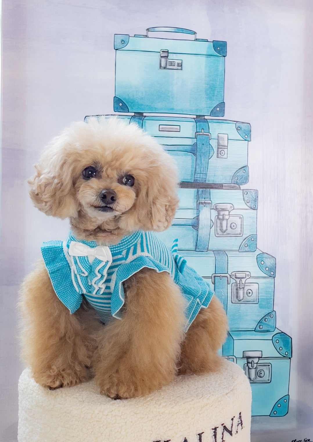 r_chanさま専用☺︎わんこふく 犬服 【公式通販】