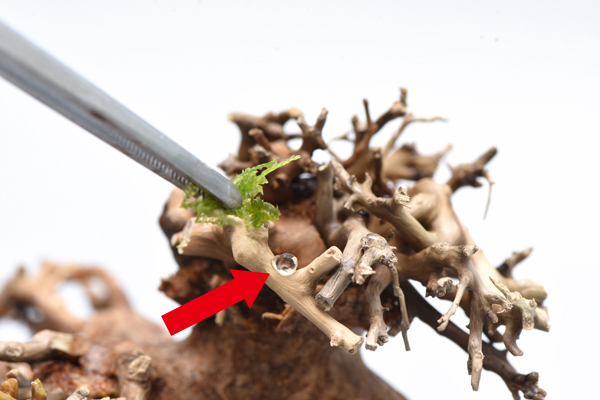 KBO 水景BONSAI（盆栽流木）を使って簡単に本格的な流木レイアウトを