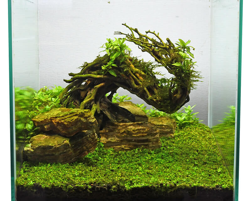 水景BONSAI：石・流木 ～神畑養魚株式会社～