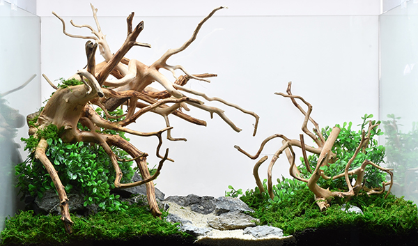 気まぐれ価格！大型流木栃木県宇都宮市にて直接お取引