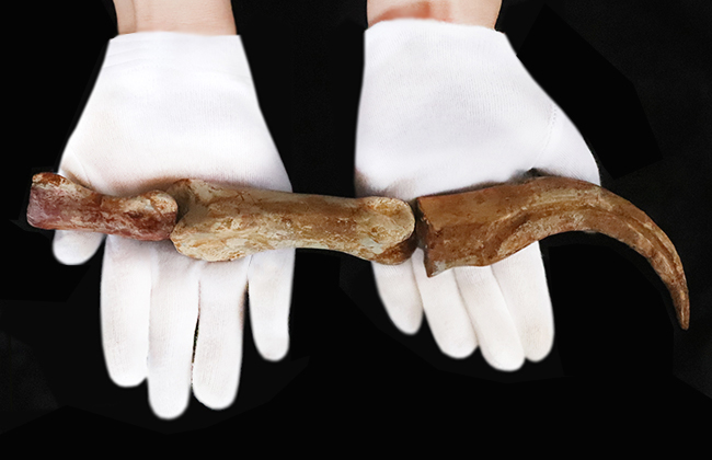 スピノサウルス ハンドクロウ かぎ爪 関節 化石 肉食恐竜 獣脚類