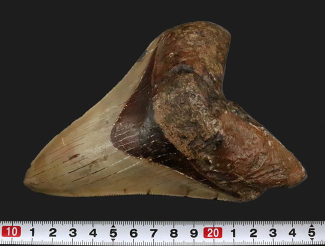 メガロドンファンが思わず唸る！化石セブン初登場……希少産地「チリ