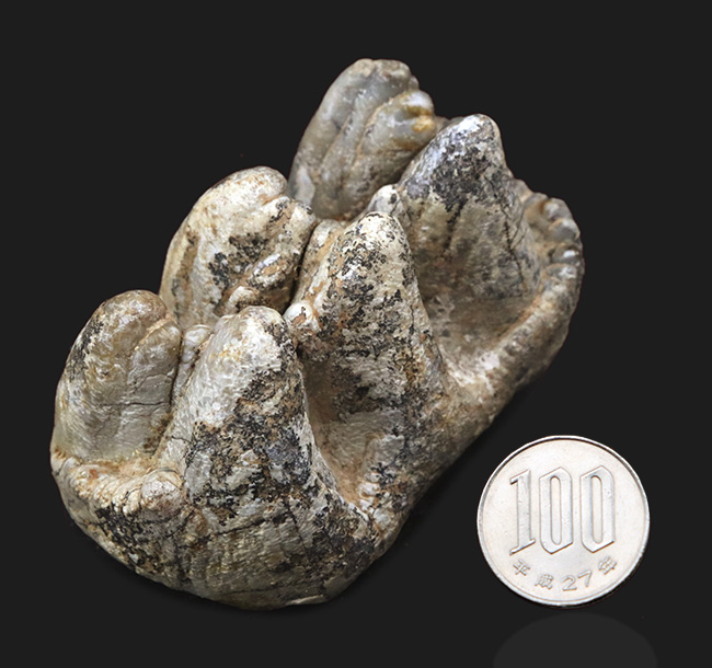 化石セブン史上2つ目！次回入荷未定、ジ・オールドコレクション！絶滅