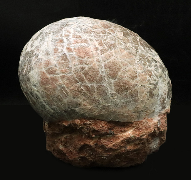 ☆【入手困難】博物館クラス 恐竜の卵 化石 ハドロサウルスの卵の巣