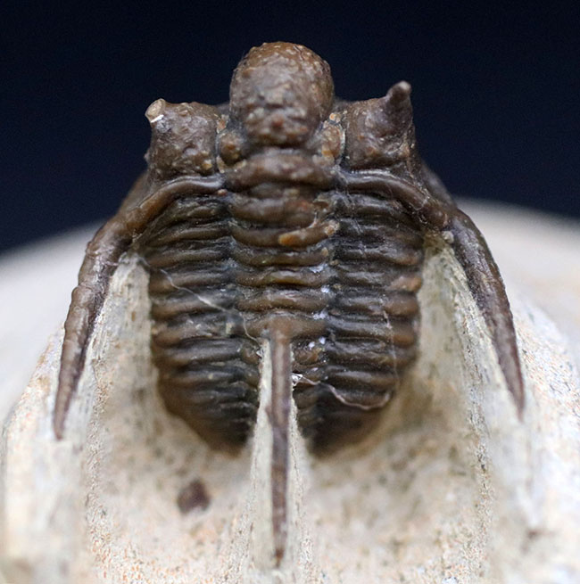 三葉虫 化石 キファスピス モロッコ産 三葉虫 化石 キファスピス