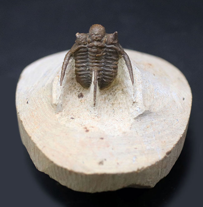 3本の棘が特徴的な人気のモロッコ産三葉虫、キファスピス（Cyphaspis