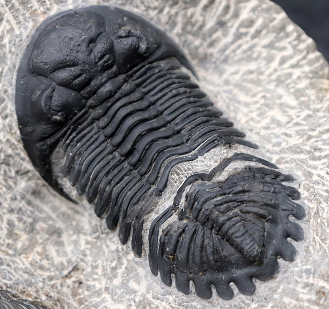 ドイツの著名プリパレーター、ホースト氏が手掛けた作品、モロッコ産の