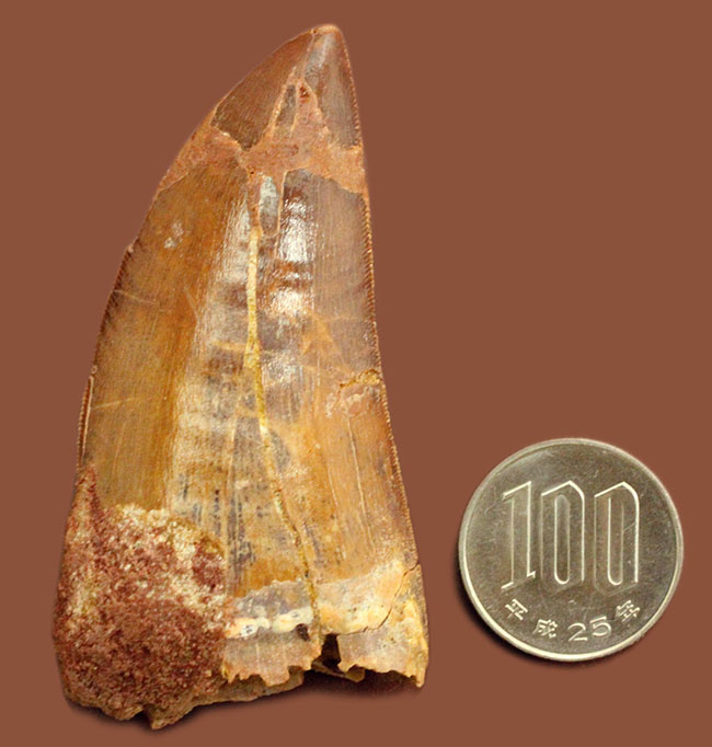 大きい、立派！これぞカルカロドントサウルスの歯化石！いかにも典型的