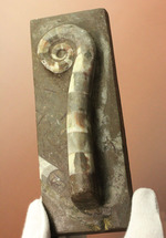 謎の化石(リツイテスと思われる) 謎の化石(リツイテスと思われる) Asa on X