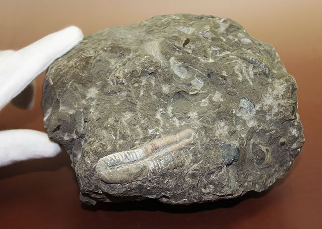 北海道を代表する異常巻きアンモナイトの一つ、ポリプチコセラス