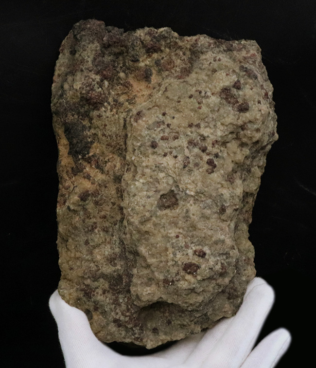 当時を偲ばせる写真のコピー付き！希少！かつての南極観測隊員が所有し