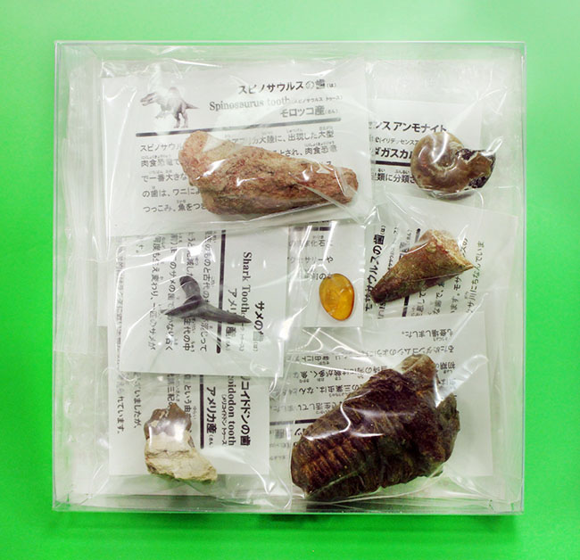 お子様用プレゼントに迷ったらコレ！化石メインの7点セット