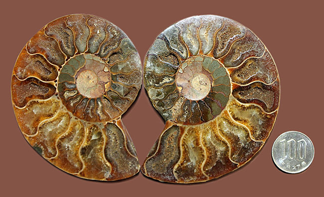 2枚並べると20センチに迫るサイズに！白亜紀アンモナイト化石の