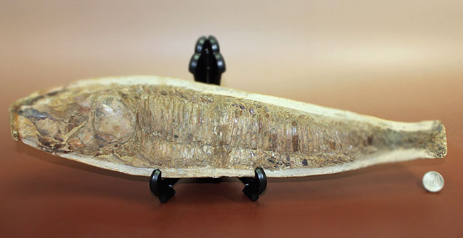 世界有数の化石の名産地、ブラジル・セアラ州サンタナ層産、中生代白