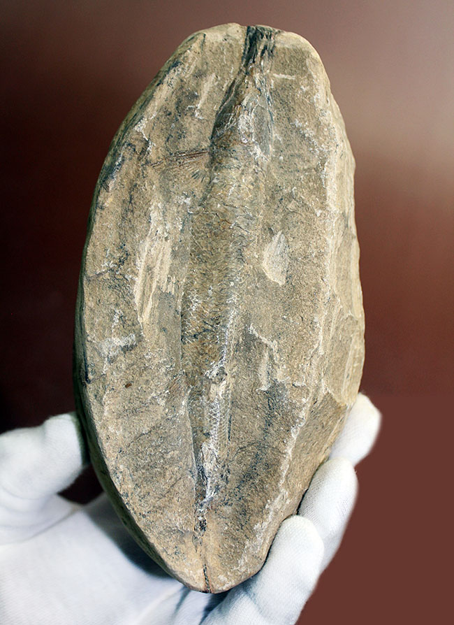 凡そ一億年前のブラジル・セアラ州産絶滅古代魚ラコレピスの化石